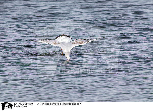 Lachmwe / common black-headed gull / MBS-24579