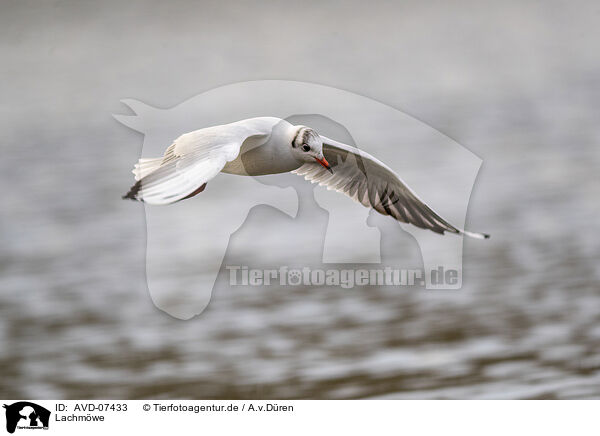 Lachmwe / common black-headed gull / AVD-07433