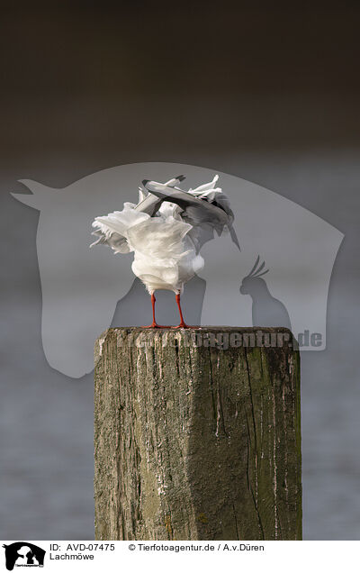 Lachmwe / common black-headed gull / AVD-07475