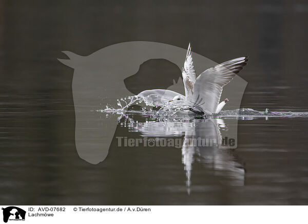 Lachmwe / common black-headed gull / AVD-07682
