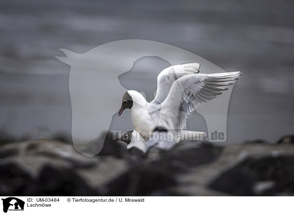 Lachmwe / black-headed gull / UM-03484