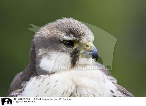 Laggarfalke Portrait / Laggar falcon portrait / WS-03260