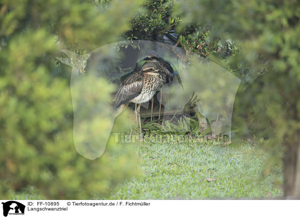 Langschwanztriel / bush stone-curlew / FF-10895