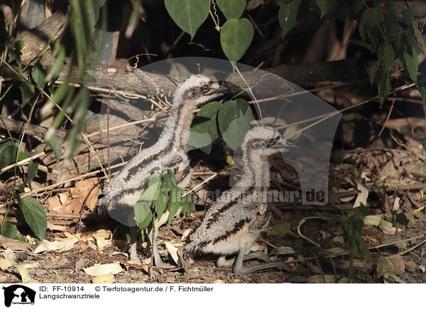 Langschwanztriele / bush stone-curlews / FF-10914