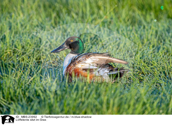 Lffelente sitzt im Gras / shoveller duck sits in the grass / MBS-23992