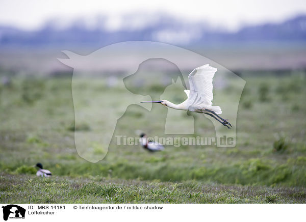 Lffelreiher / white spoonbill / MBS-14181