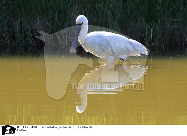 Lffler / white spoonbill / FF-06490