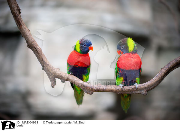 Loris / lory / MAZ-04938