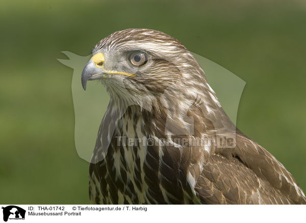 Musebussard Portrait / common buzzard portrait / THA-01742