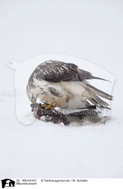 Musebussard / common Eurasian Buteo / WS-04347