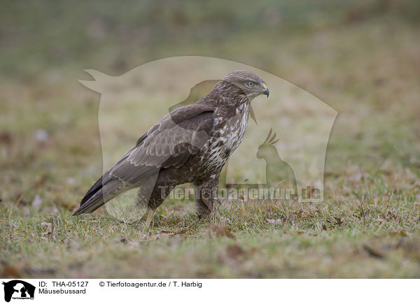 Musebussard / common buzzard / THA-05127