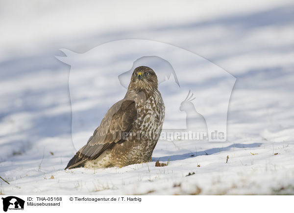 Musebussard / common buzzard / THA-05168