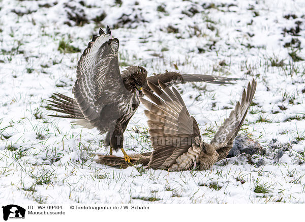 Musebussarde / Common Buzzards / WS-09404