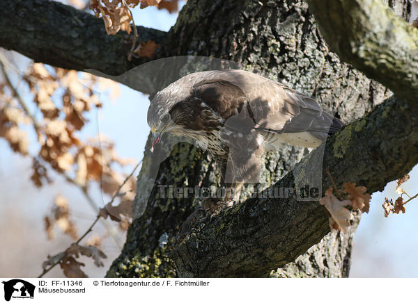 Musebussard / common buzzard / FF-11346