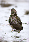 Musebussard im Winter