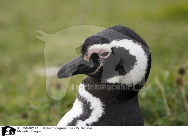 Magellan Pinguin / WS-02141