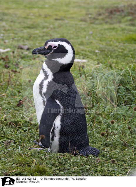 Magellan Pinguin / WS-02142