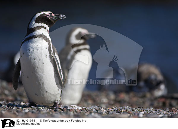 Magellanpinguine / Magellanic penguins / HJ-01074