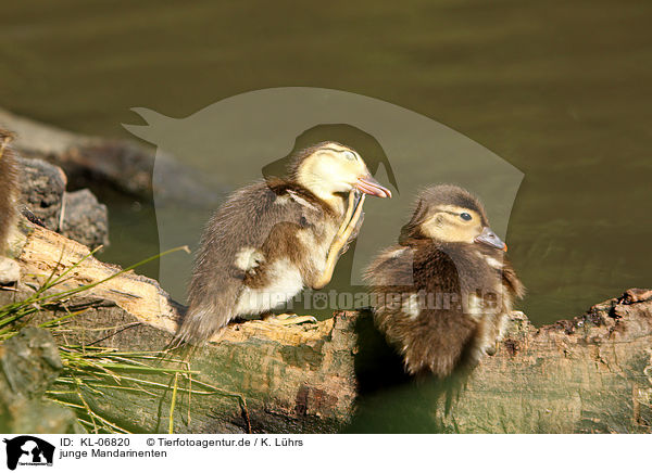 junge Mandarinenten / young Mandarin ducks / KL-06820