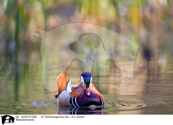 Mandarinente / Mandarin duck / AVD-07096