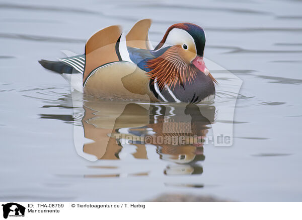 Mandarinente / Mandarin Duck / THA-08759