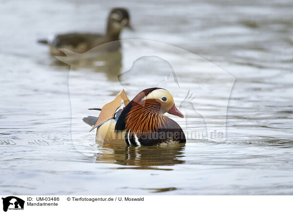 Mandarinente / Mandarin duck / UM-03486