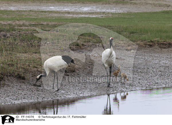 Mandschurenkraniche / red-crowned cranes / FF-14076