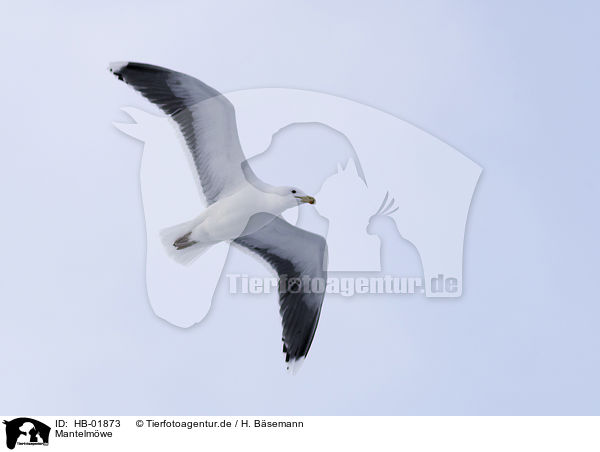 Mantelmwe / great black-backed gull / HB-01873