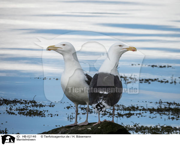 Mantelmwen / great black-backed gulls / HB-02146