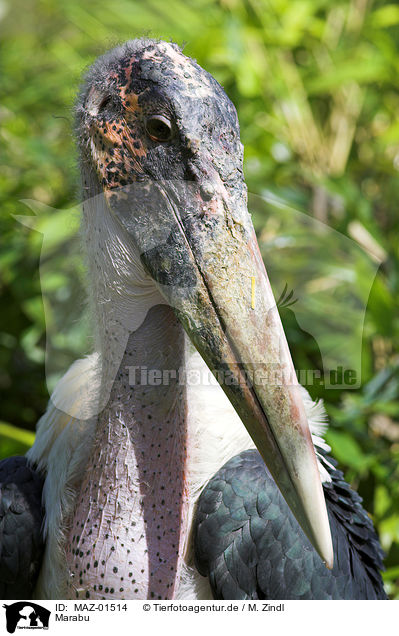 Marabu / marabou stork / MAZ-01514