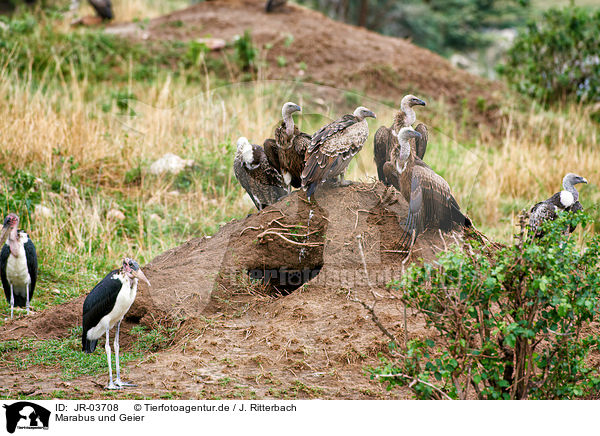 Marabus und Geier / marabous and vultures / JR-03708