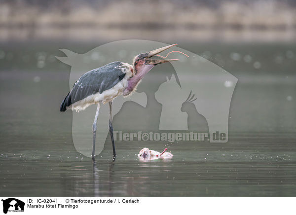 Marabu ttet Flamingo / Marabou Stork kills Flamingo / IG-02041