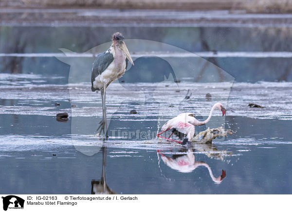 Marabu ttet Flamingo / Marabou Stork kills Flamingo / IG-02163