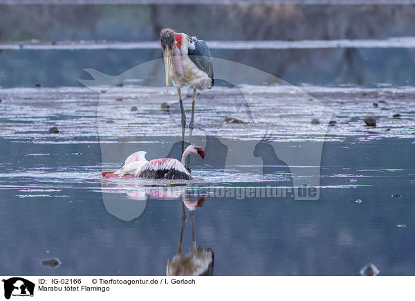 Marabu ttet Flamingo / Marabou Stork kills Flamingo / IG-02166