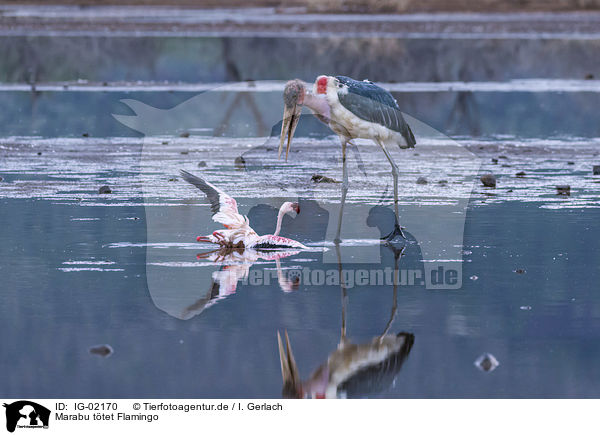 Marabu ttet Flamingo / Marabou Stork kills Flamingo / IG-02170
