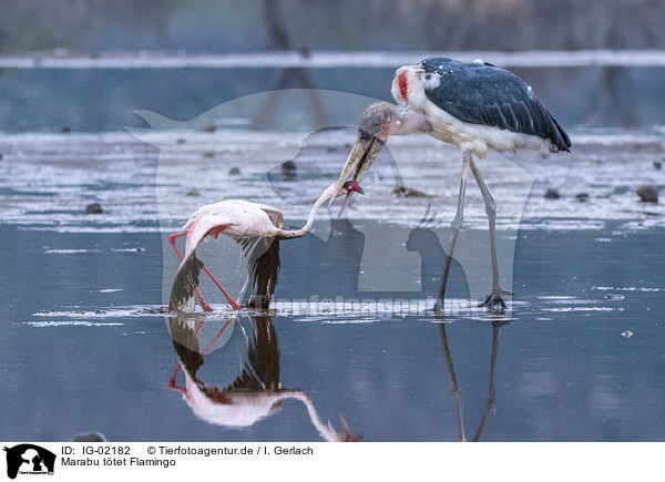 Marabu ttet Flamingo / Marabou Stork kills Flamingo / IG-02182