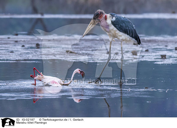 Marabu ttet Flamingo / Marabou Stork kills Flamingo / IG-02187