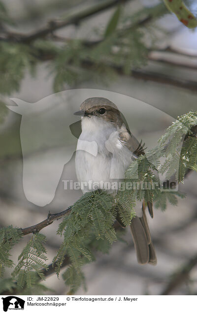 Maricoschnpper / Marico flycatcher / JM-22829