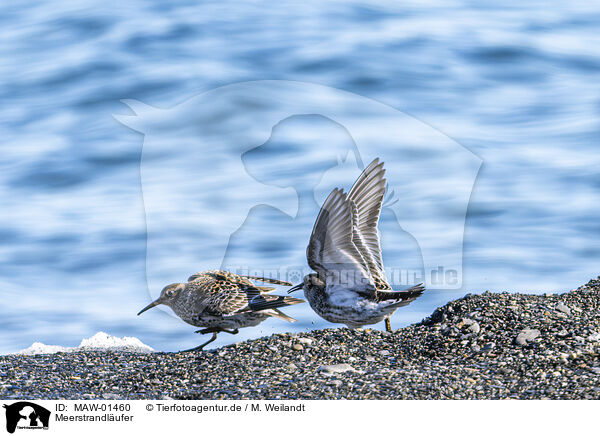 Meerstrandlufer / purple sandpiper / MAW-01460