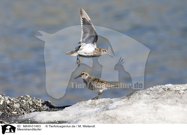 Meerstrandlufer / purple sandpiper / MAW-01463