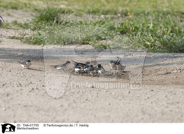 Mehlschwalben / common house martins / THA-01755