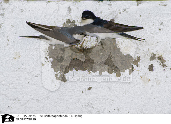 Mehlschwalben / common house martins / THA-09459