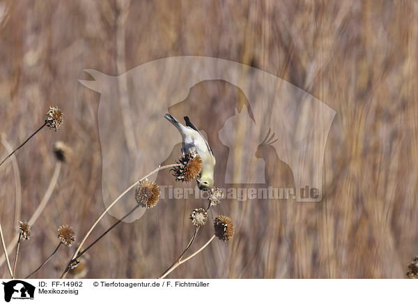 Mexikozeisig / Arkansas finch / FF-14962