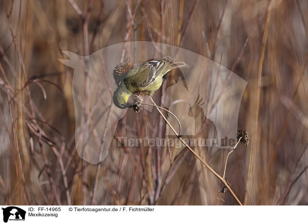 Mexikozeisig / Arkansas finch / FF-14965