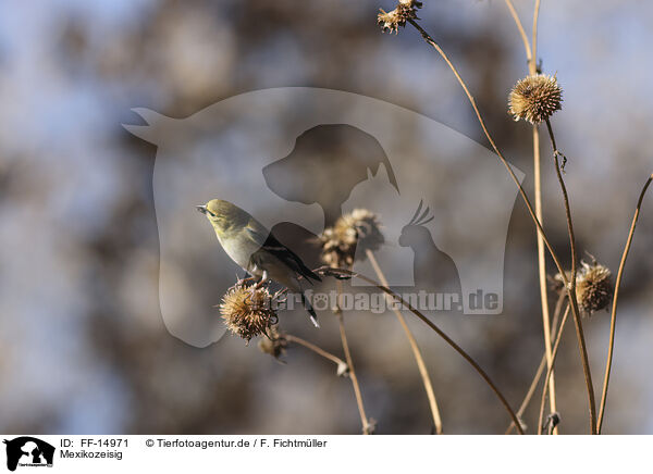 Mexikozeisig / Arkansas finch / FF-14971