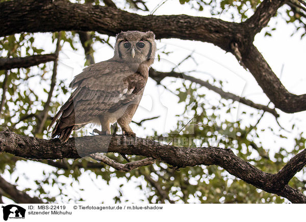 sitzender Milchuhu / sitting Verreauxs Eagle-owl / MBS-22419