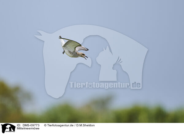 Mittelmeermwe / yellow-legged gull / DMS-09773