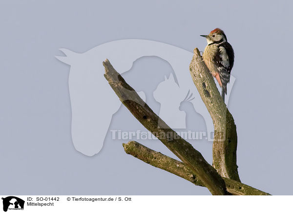 Mittelspecht / middle spotted woodpecker / SO-01442