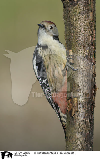 Mittelspecht / middle spotted woodpecker / DV-02533
