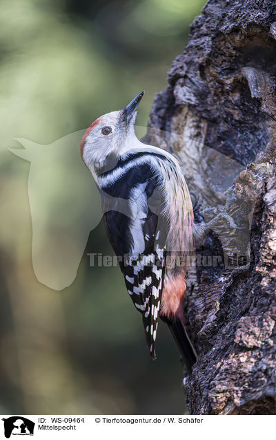Mittelspecht / middle spotted woodpecker / WS-09464